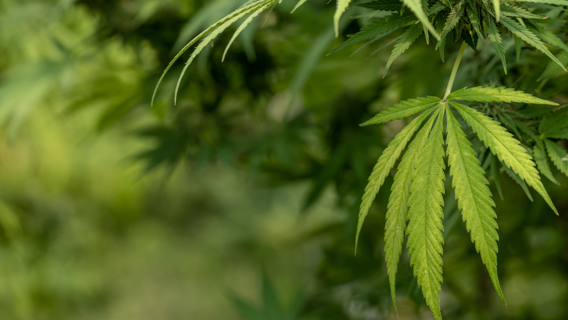 Profitez de -10 % dès 1 000 € d’achat sur Deli Hemp Pro